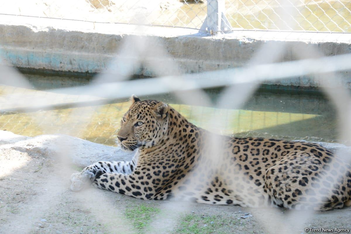 Children of martyrs and from orphanages become first visitors of Baku Zoo (PHOTO)