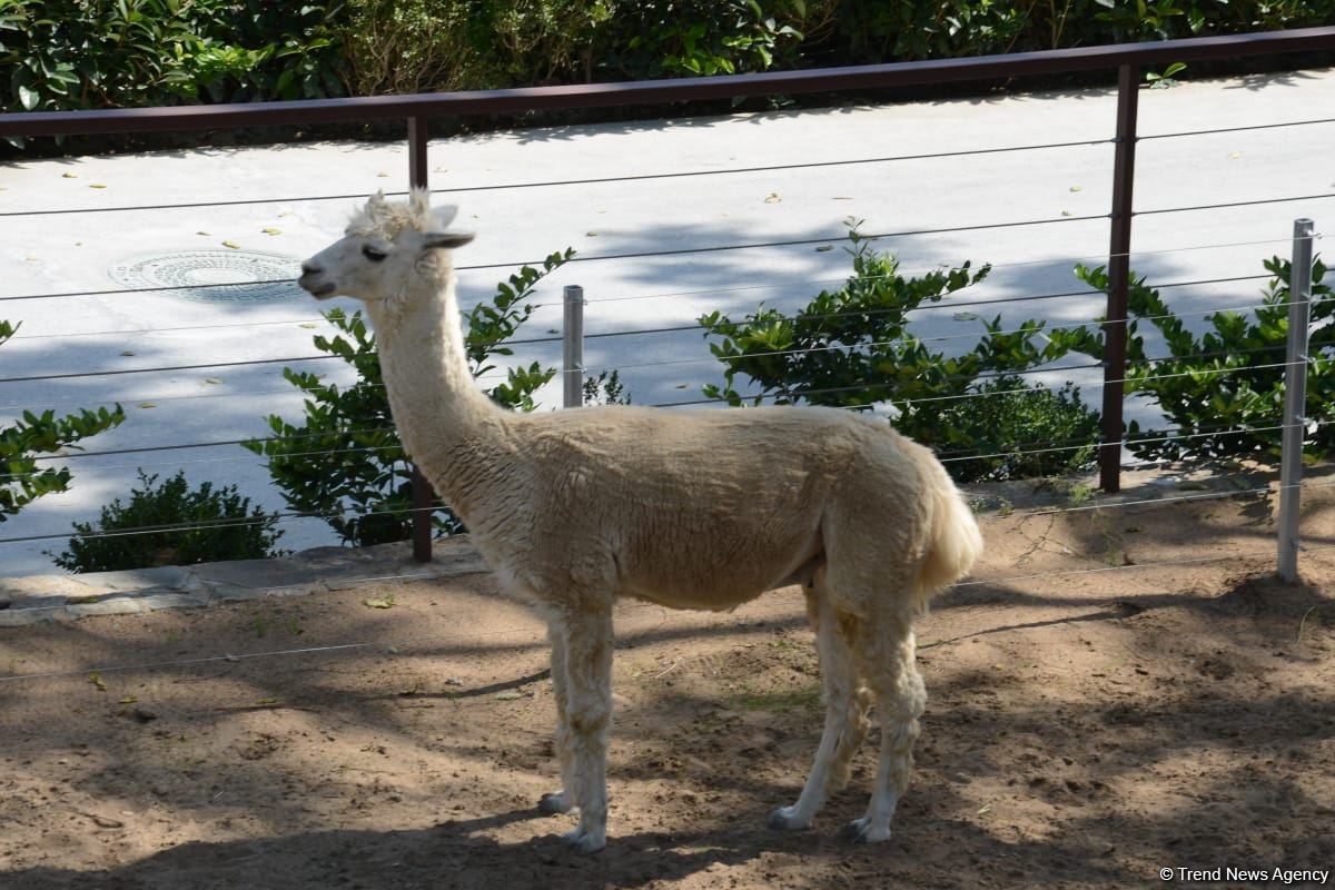 Children of martyrs and from orphanages become first visitors of Baku Zoo (PHOTO)