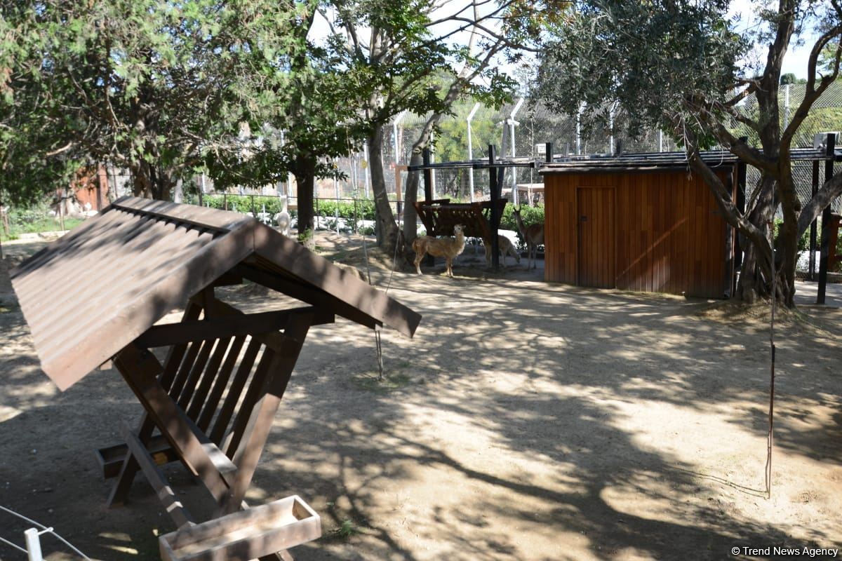 Children of martyrs and from orphanages become first visitors of Baku Zoo (PHOTO)