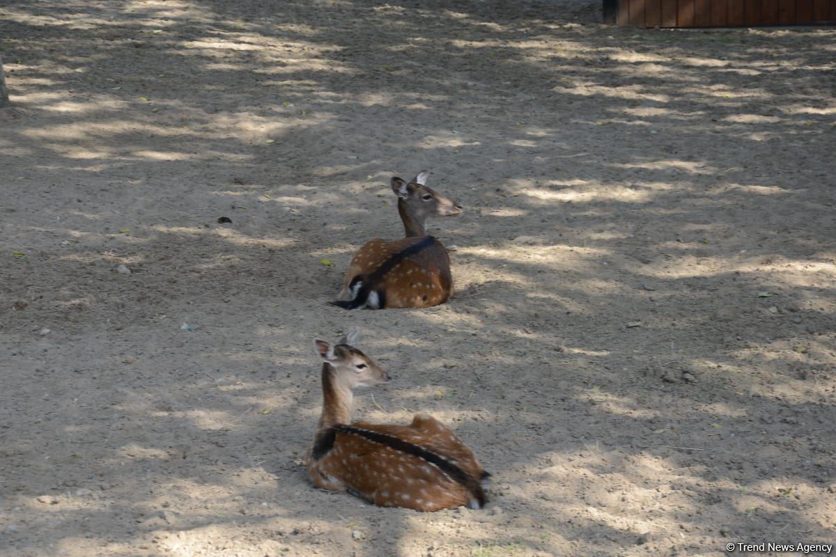 Children of martyrs and from orphanages become first visitors of Baku Zoo (PHOTO)