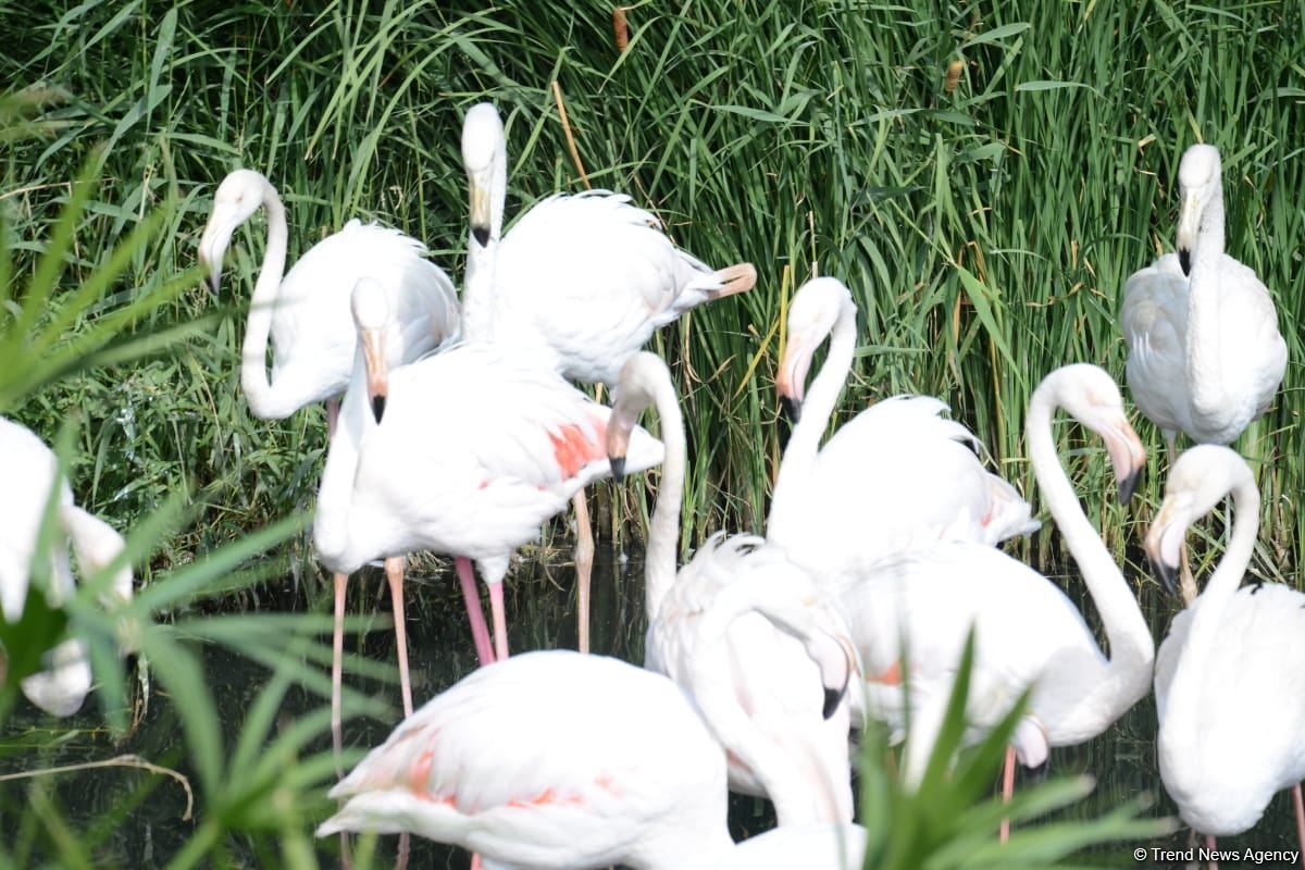 Children of martyrs and from orphanages become first visitors of Baku Zoo (PHOTO)