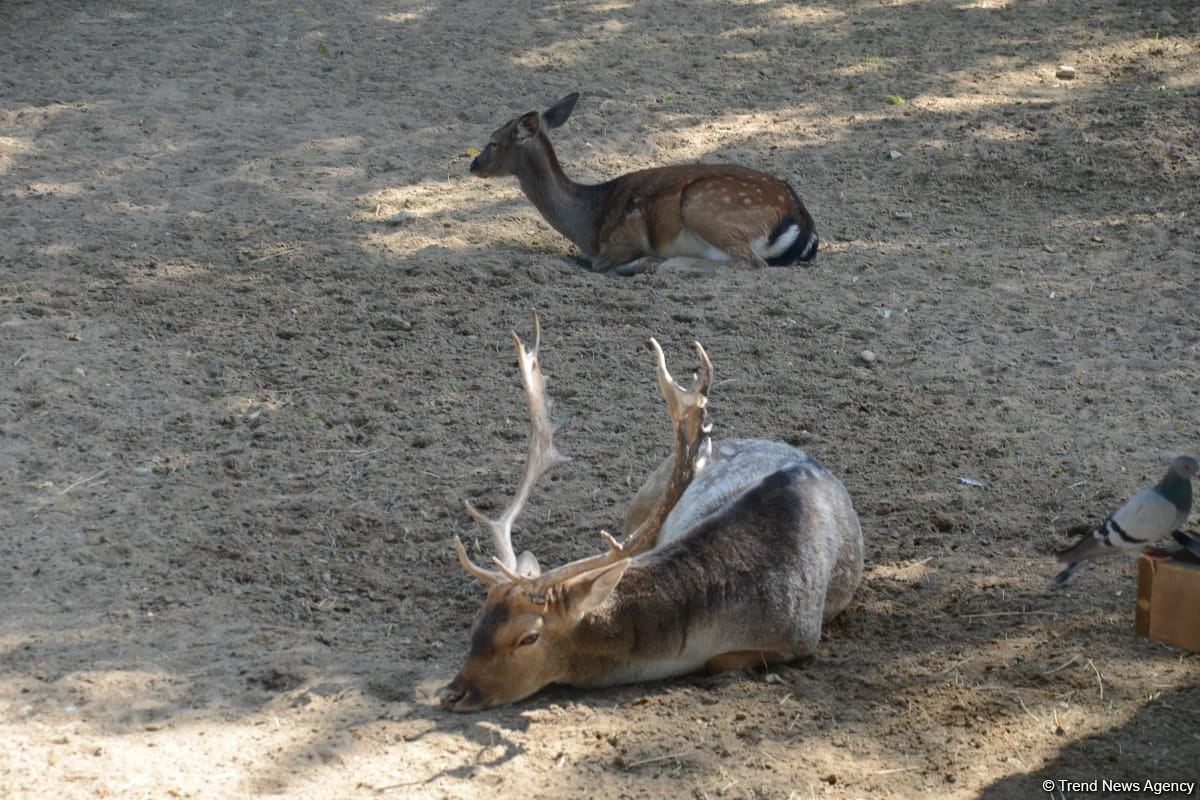 Children of martyrs and from orphanages become first visitors of Baku Zoo (PHOTO)