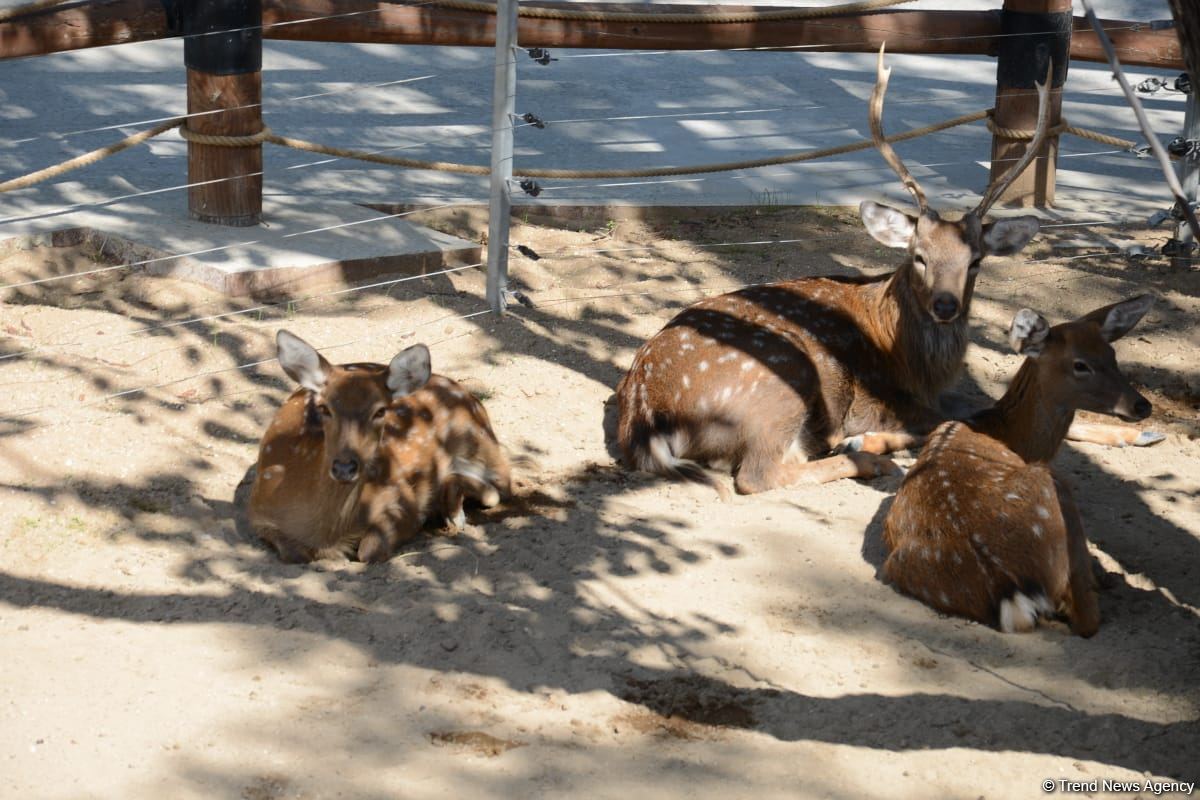 Children of martyrs and from orphanages become first visitors of Baku Zoo (PHOTO)