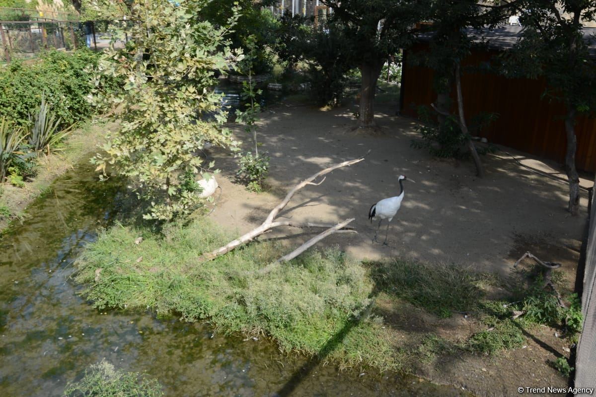 Children of martyrs and from orphanages become first visitors of Baku Zoo (PHOTO)