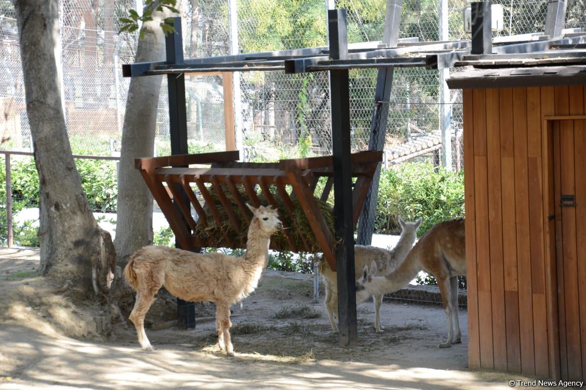 Children of martyrs and from orphanages become first visitors of Baku Zoo (PHOTO)