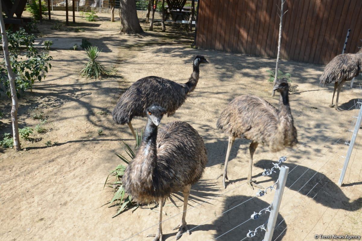 Children of martyrs and from orphanages become first visitors of Baku Zoo (PHOTO)