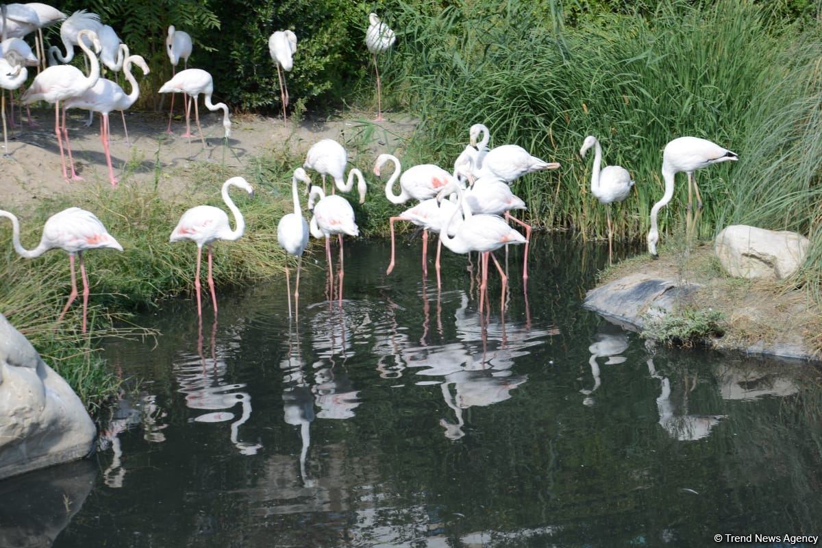 Children of martyrs and from orphanages become first visitors of Baku Zoo (PHOTO)