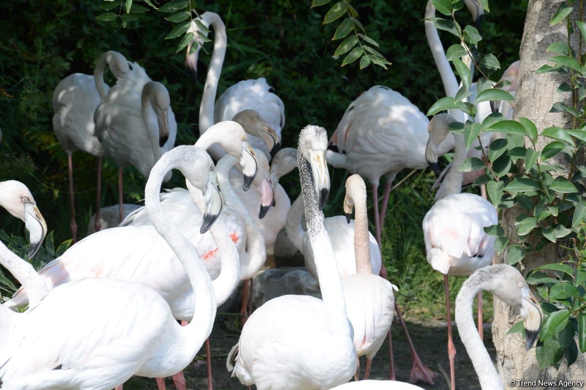 Children of martyrs and from orphanages become first visitors of Baku Zoo (PHOTO)