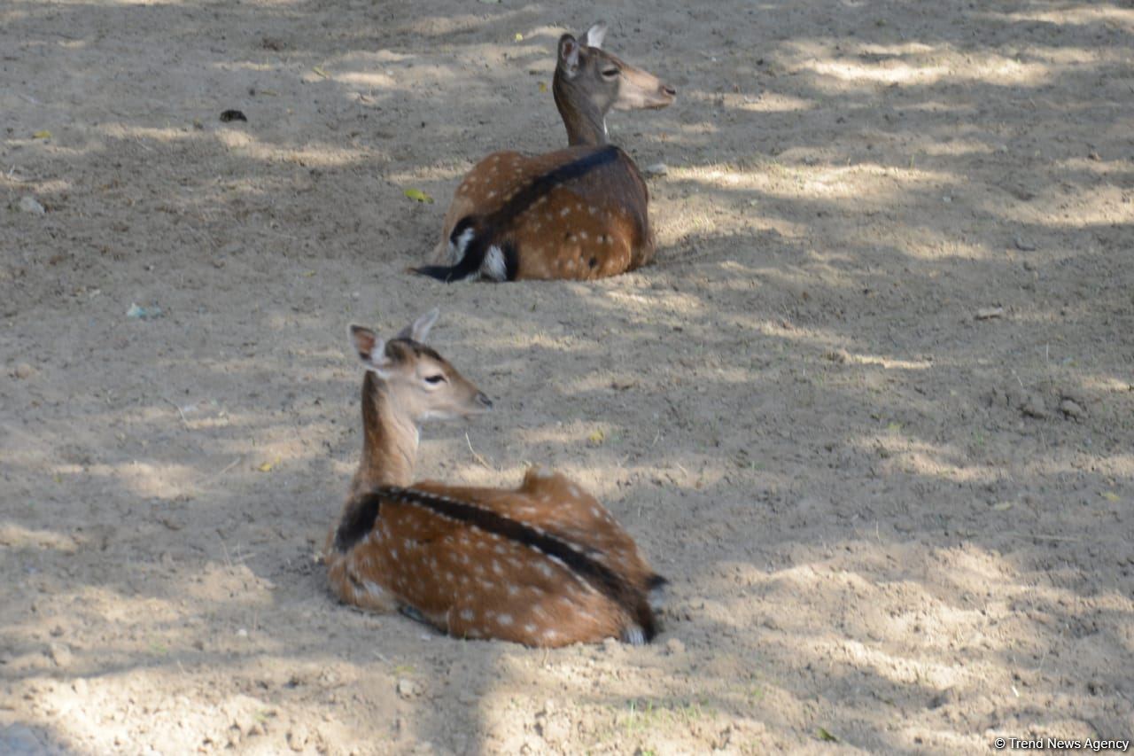 Children of martyrs and from orphanages become first visitors of Baku Zoo (PHOTO)