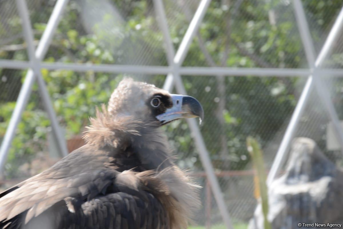 Children of martyrs and from orphanages become first visitors of Baku Zoo (PHOTO)