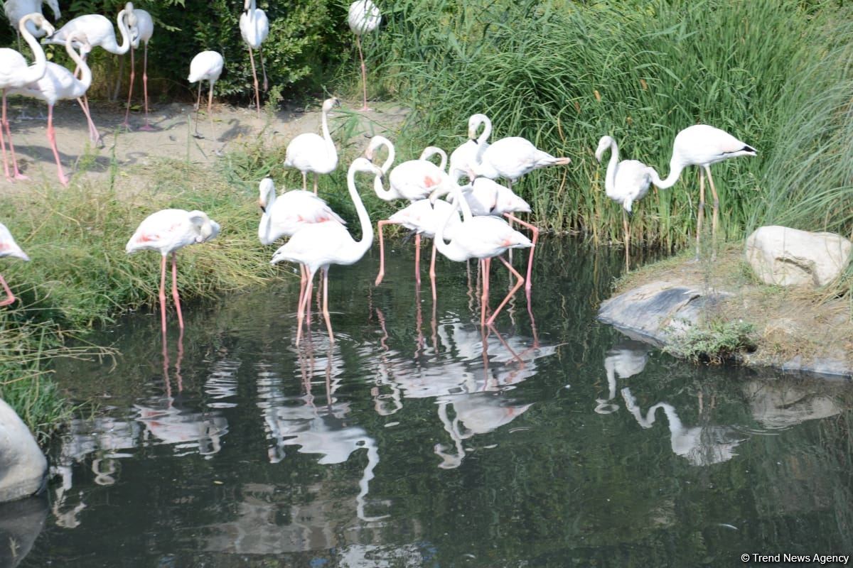 Children of martyrs and from orphanages become first visitors of Baku Zoo (PHOTO)