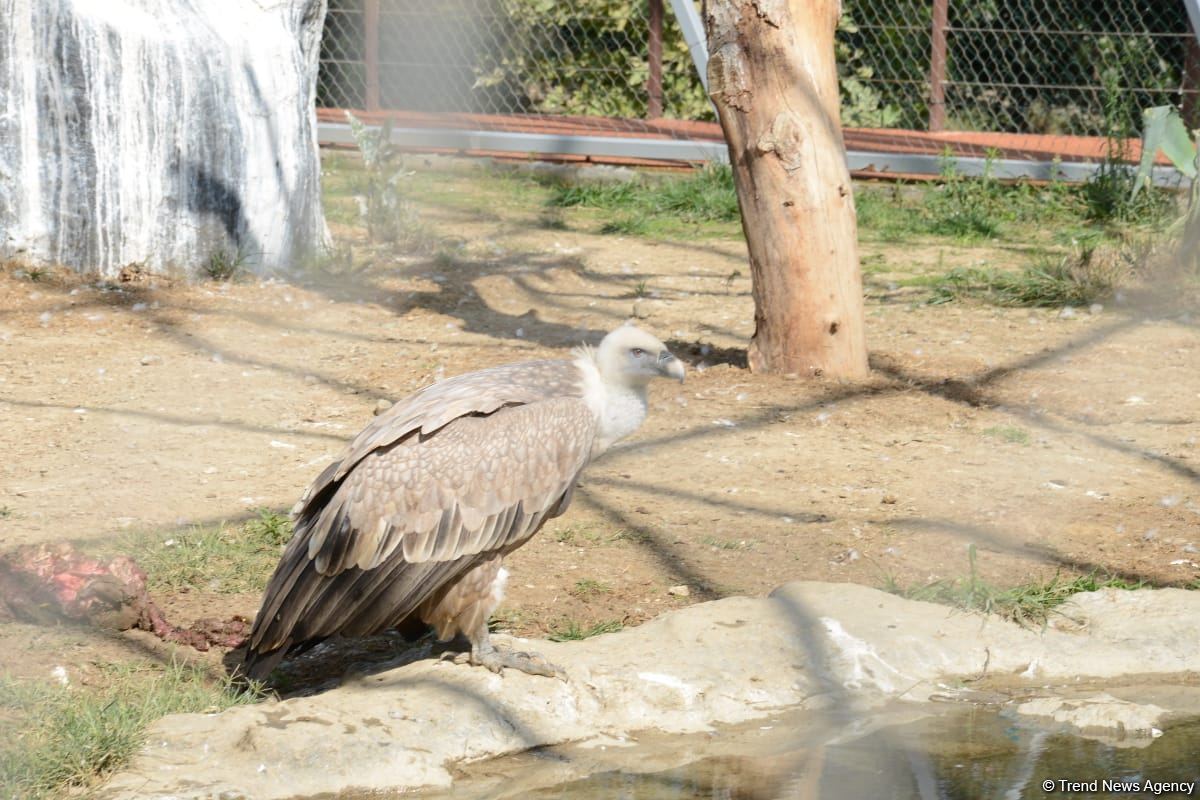 Children of martyrs and from orphanages become first visitors of Baku Zoo (PHOTO)