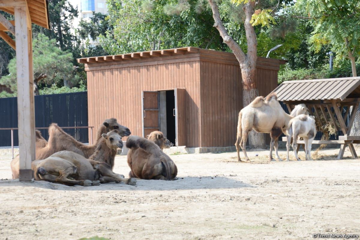 Children of martyrs and from orphanages become first visitors of Baku Zoo (PHOTO)
