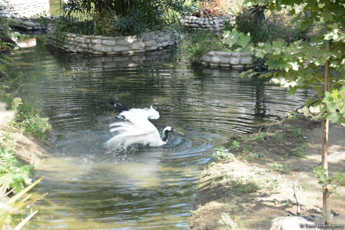 Children of martyrs and from orphanages become first visitors of Baku Zoo (PHOTO)