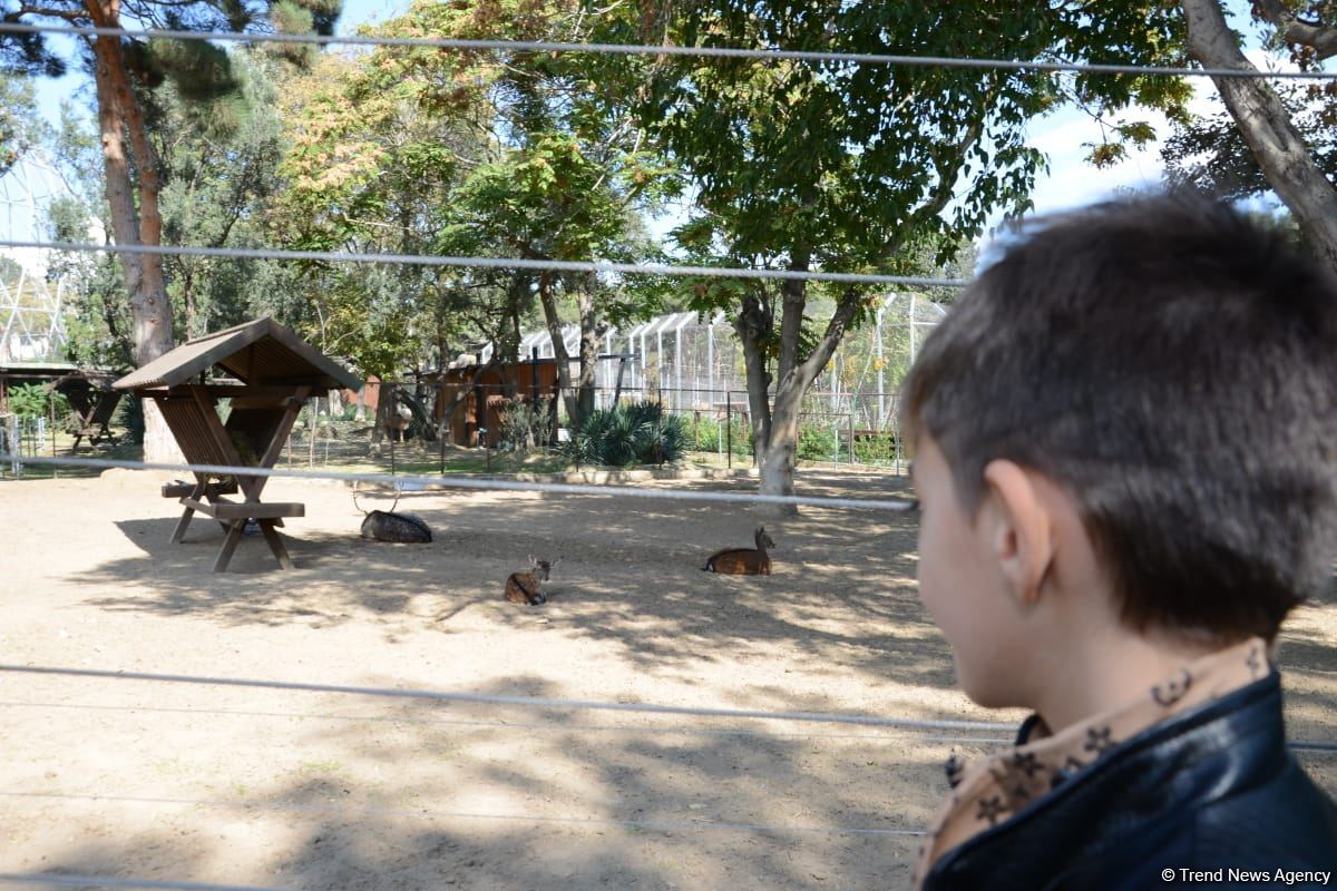 Children of martyrs and from orphanages become first visitors of Baku Zoo (PHOTO)