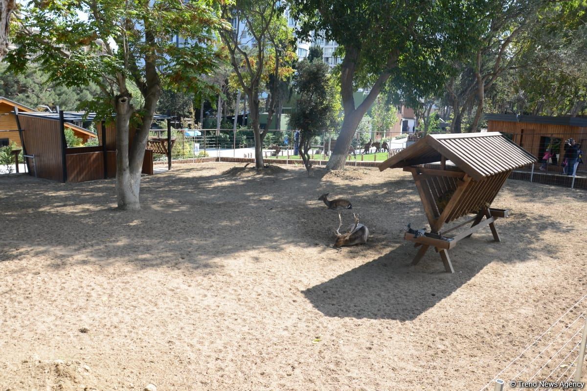 Children of martyrs and from orphanages become first visitors of Baku Zoo (PHOTO)
