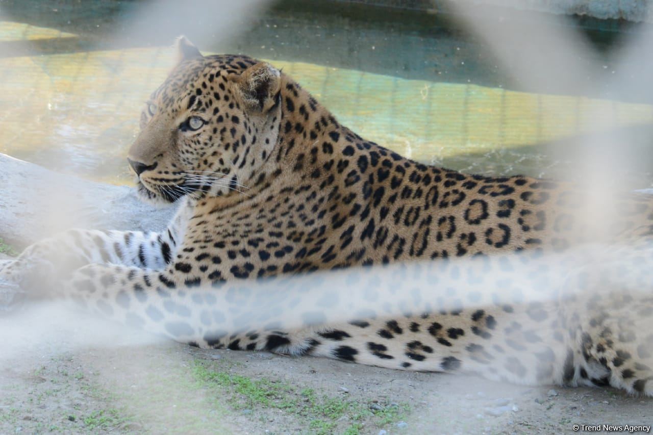 Children of martyrs and from orphanages become first visitors of Baku Zoo (PHOTO)
