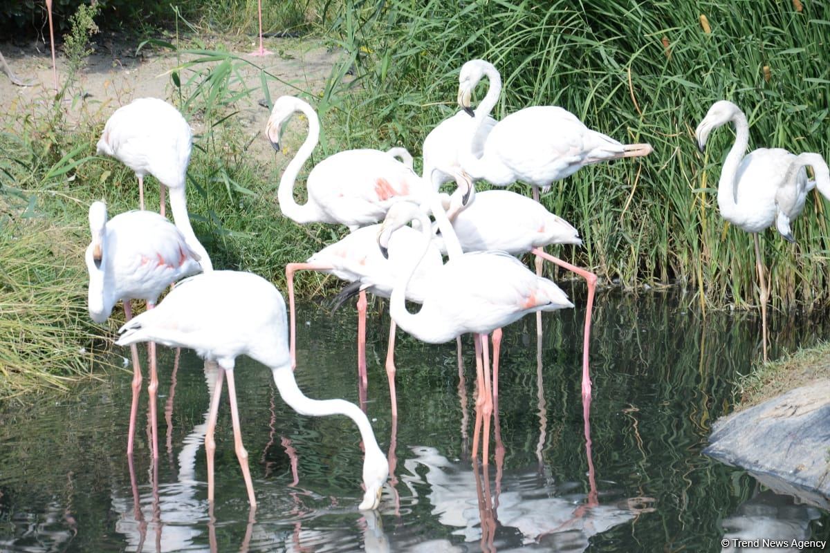 Children of martyrs and from orphanages become first visitors of Baku Zoo (PHOTO)