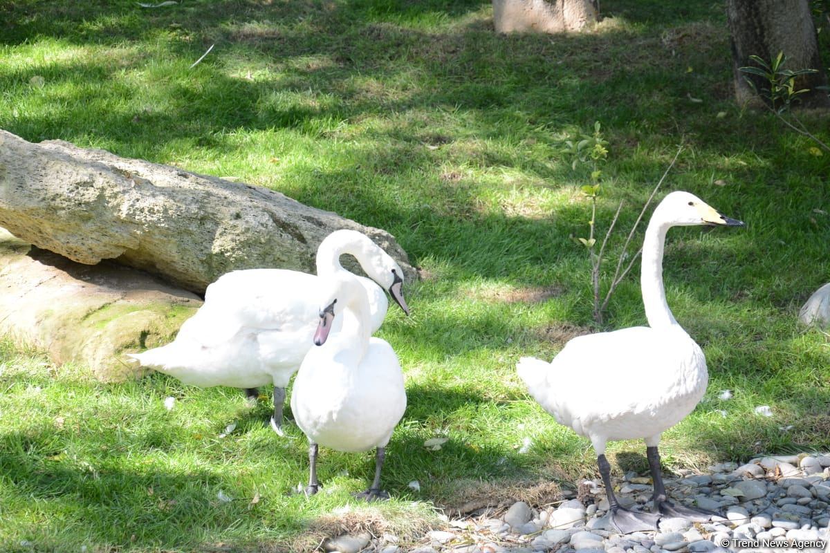 Children of martyrs and from orphanages become first visitors of Baku Zoo (PHOTO)