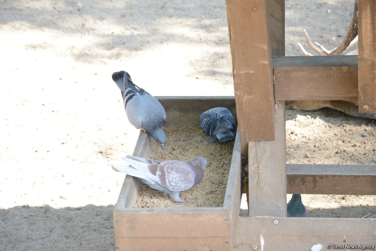 Children of martyrs and from orphanages become first visitors of Baku Zoo (PHOTO)