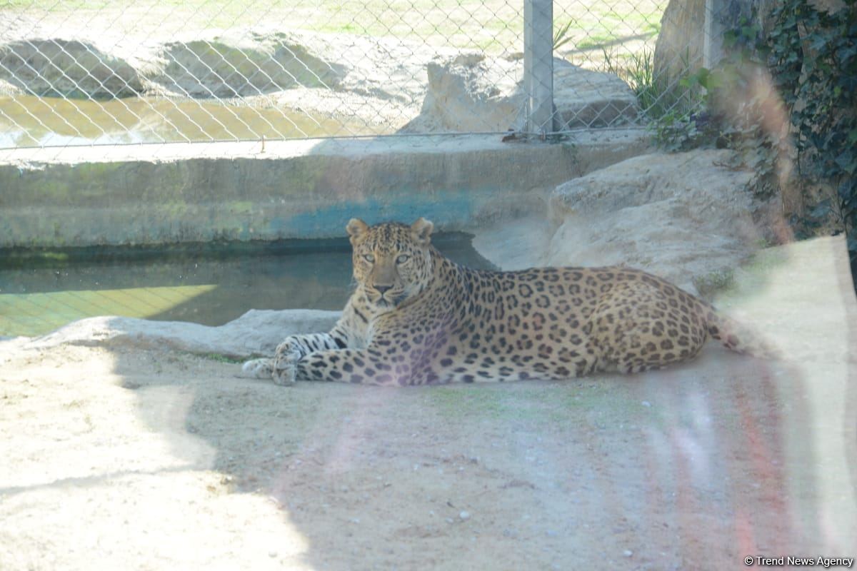Children of martyrs and from orphanages become first visitors of Baku Zoo (PHOTO)