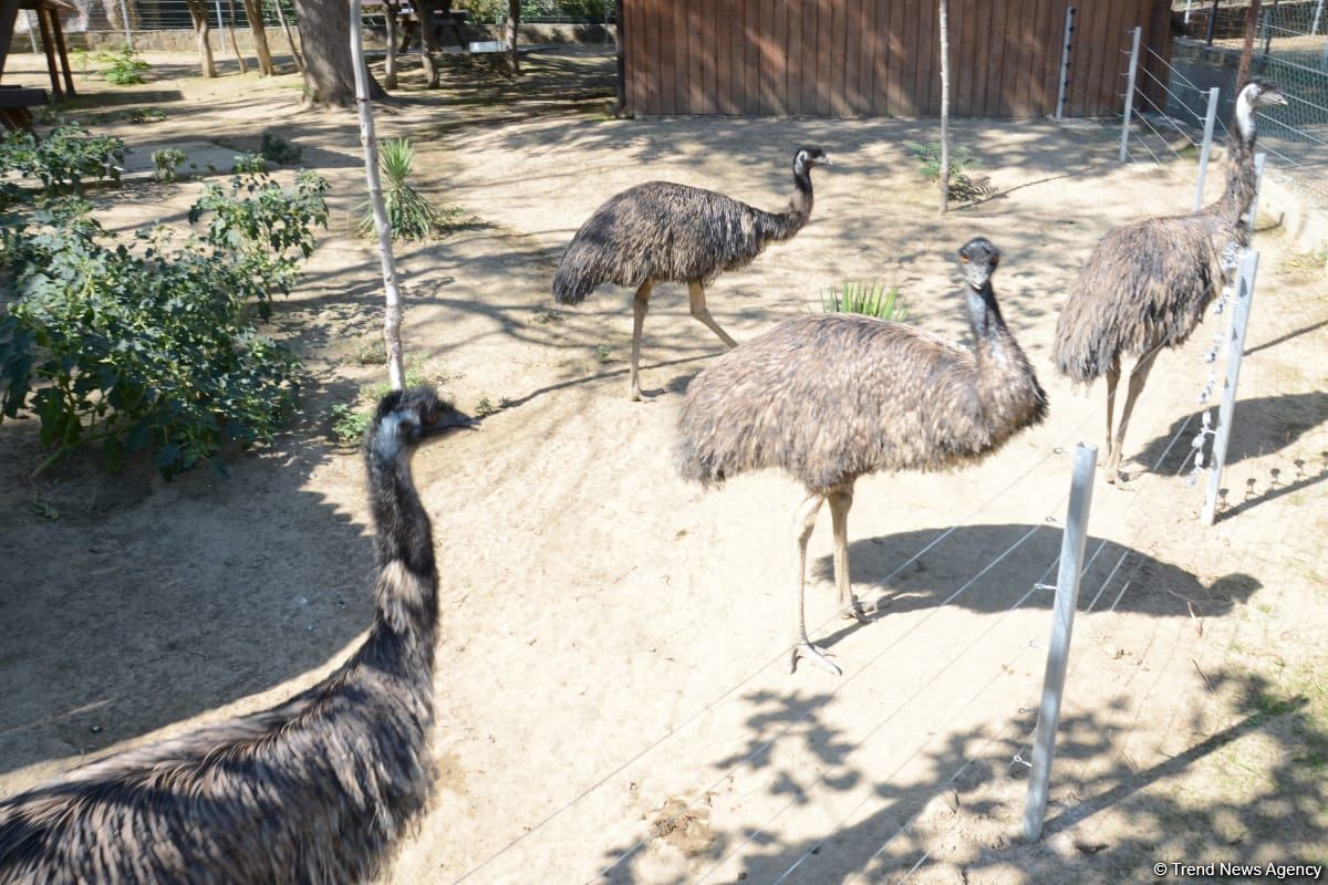 Children of martyrs and from orphanages become first visitors of Baku Zoo (PHOTO)