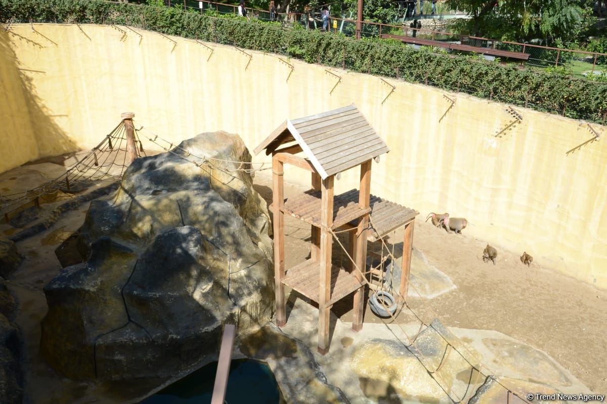 Children of martyrs and from orphanages become first visitors of Baku Zoo (PHOTO)