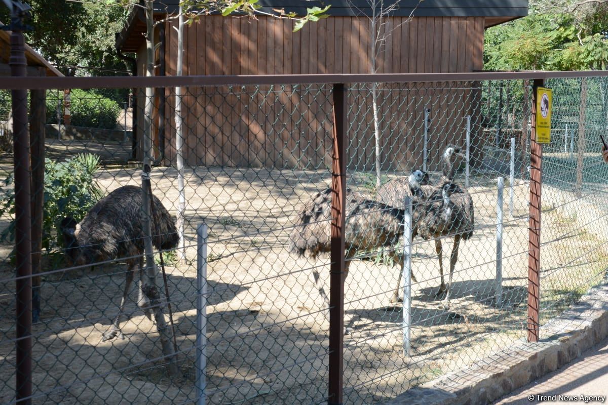 Children of martyrs and from orphanages become first visitors of Baku Zoo (PHOTO)