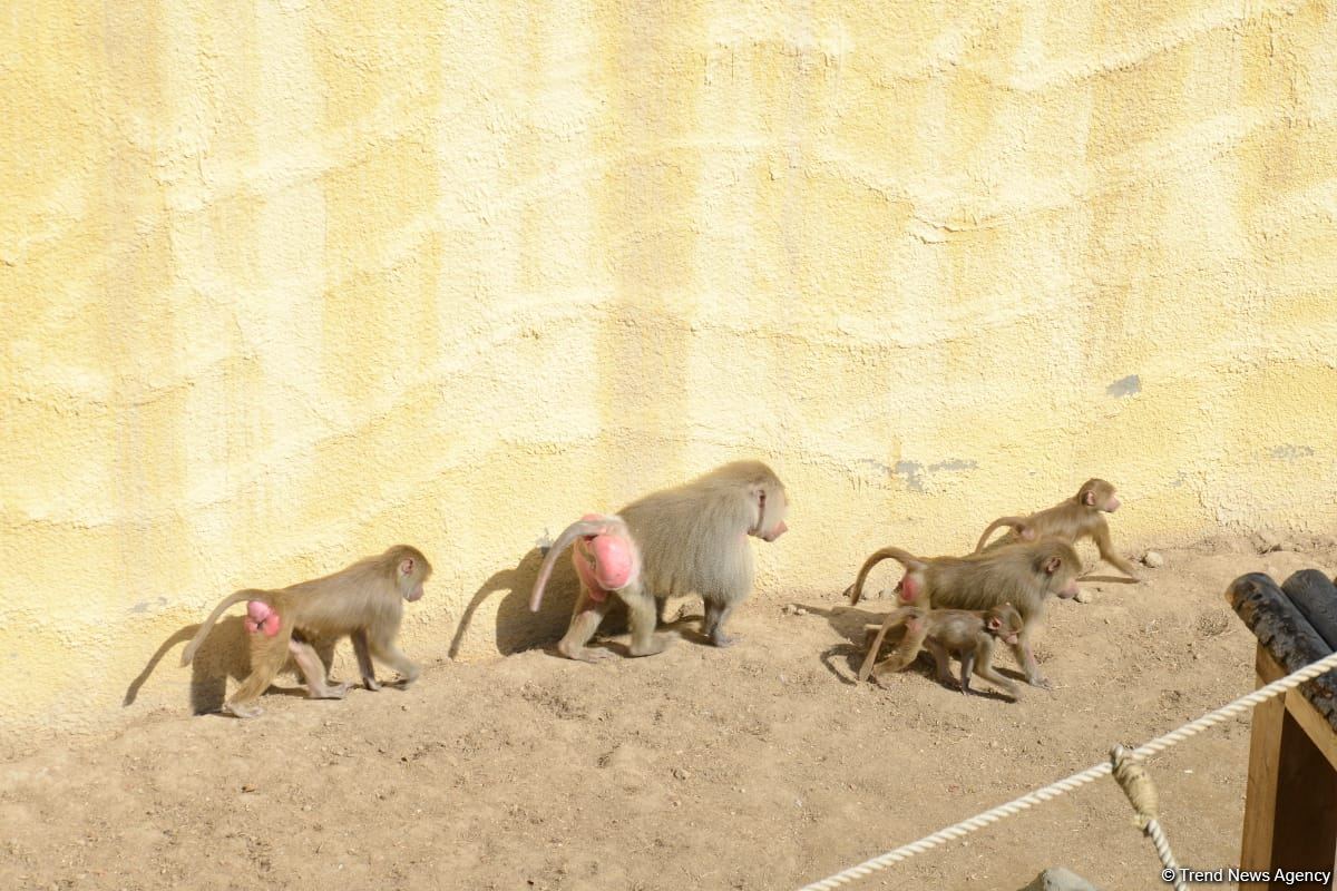 Children of martyrs and from orphanages become first visitors of Baku Zoo (PHOTO)