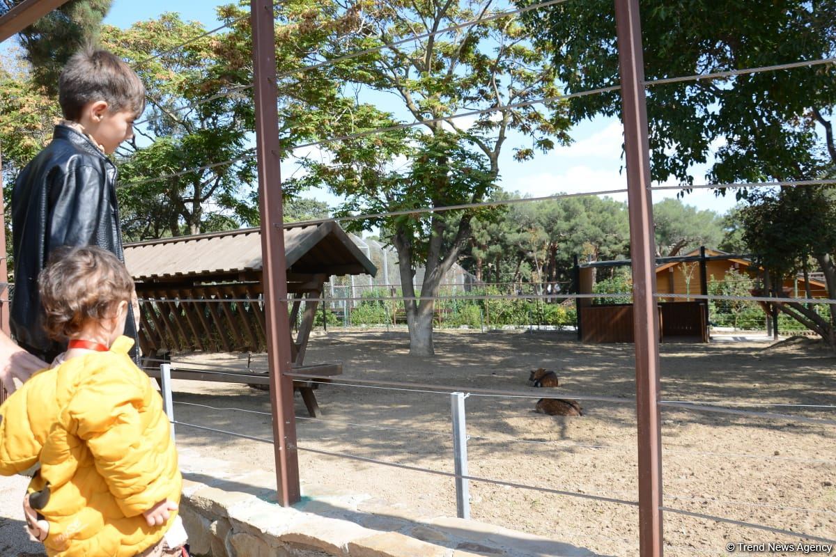 Children of martyrs and from orphanages become first visitors of Baku Zoo (PHOTO)