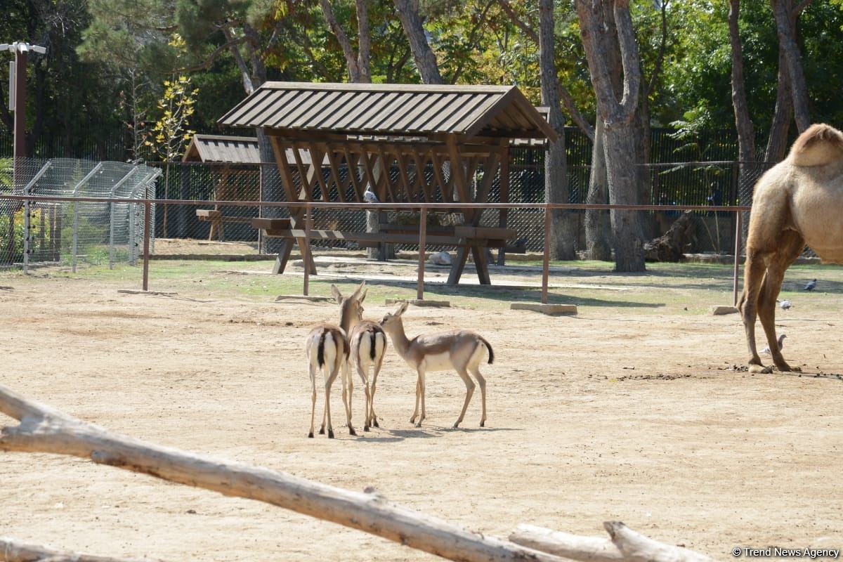 Children of martyrs and from orphanages become first visitors of Baku Zoo (PHOTO)