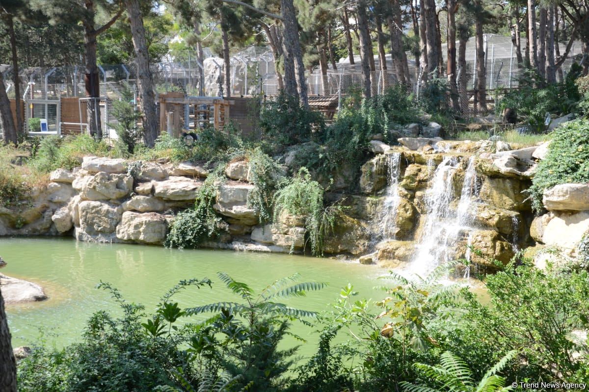 Children of martyrs and from orphanages become first visitors of Baku Zoo (PHOTO)