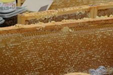 Honey from Azerbaijan's liberated Kalbajar, Lachin delivered to Baku fair (PHOTO)