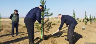 Tree planting held in Azerbaijan’s liberated Aghdam (PHOTO)