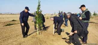 Tree planting held in Azerbaijan’s liberated Aghdam (PHOTO)