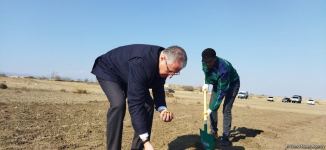 Tree planting held in Azerbaijan’s liberated Aghdam (PHOTO)