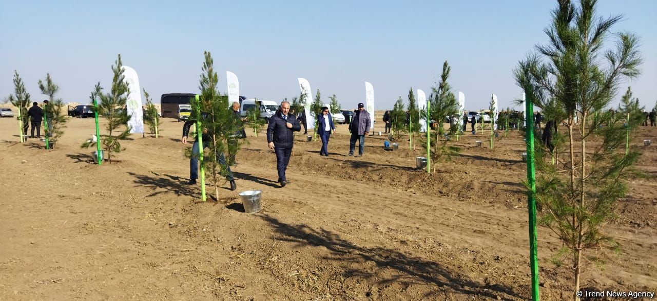 Tree planting held in Azerbaijan’s liberated Aghdam (PHOTO)