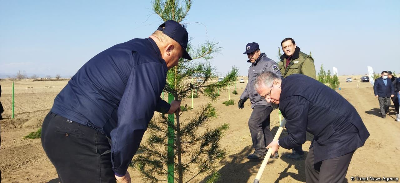 Tree planting held in Azerbaijan’s liberated Aghdam (PHOTO)
