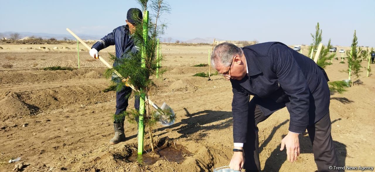 Tree planting held in Azerbaijan’s liberated Aghdam (PHOTO)