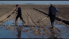 Several wheat varieties sown in Azerbaijan's liberated lands (PHOTO)