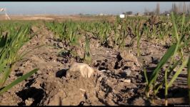Several wheat varieties sown in Azerbaijan's liberated lands (PHOTO)