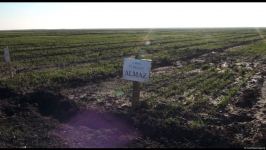 Several wheat varieties sown in Azerbaijan's liberated lands (PHOTO)