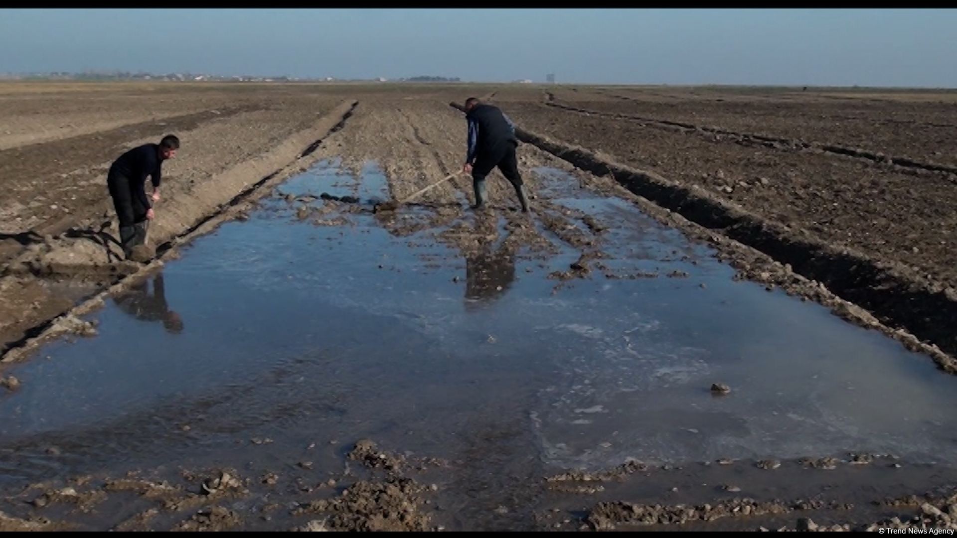 Several wheat varieties sown in Azerbaijan's liberated lands (PHOTO)