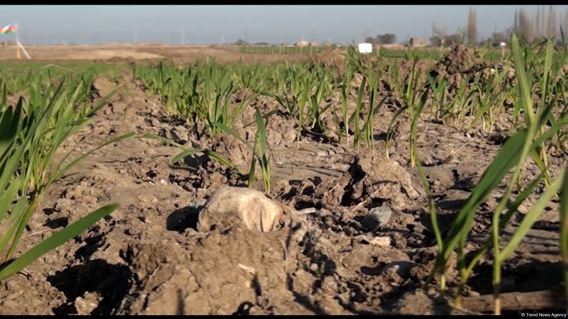 Several wheat varieties sown in Azerbaijan's liberated lands (PHOTO)