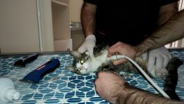 First largest and most modern veterinary clinic in S.Caucasus in Baku already receiving applications - Trend TV (PHOTO/VIDEO)