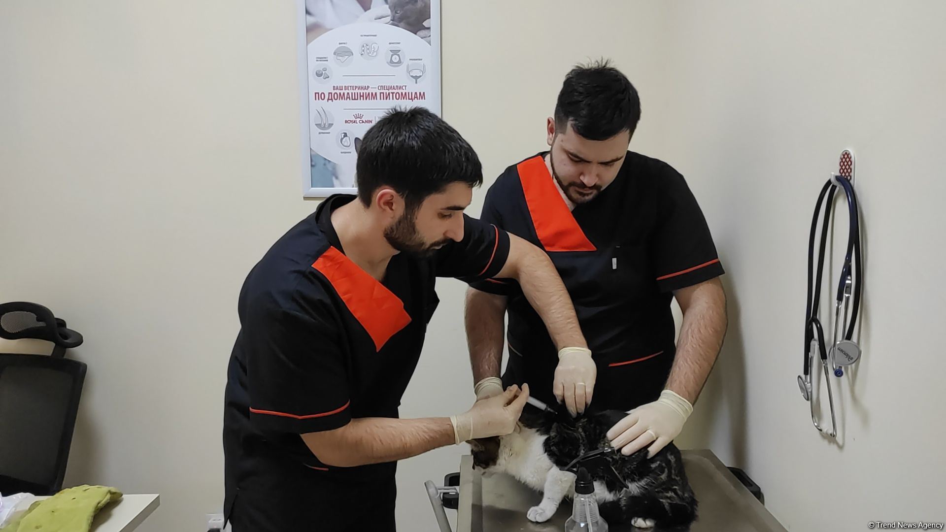 First largest and most modern veterinary clinic in S.Caucasus in Baku already receiving applications - Trend TV (PHOTO/VIDEO)