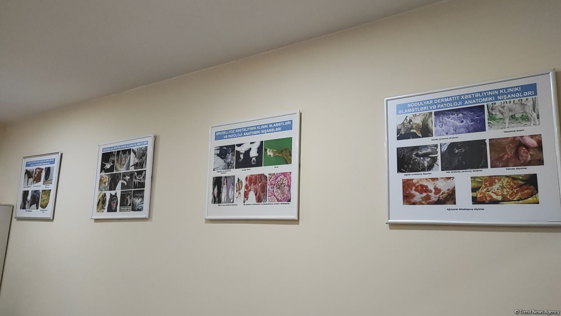 First largest and most modern veterinary clinic in S.Caucasus in Baku already receiving applications - Trend TV (PHOTO/VIDEO)