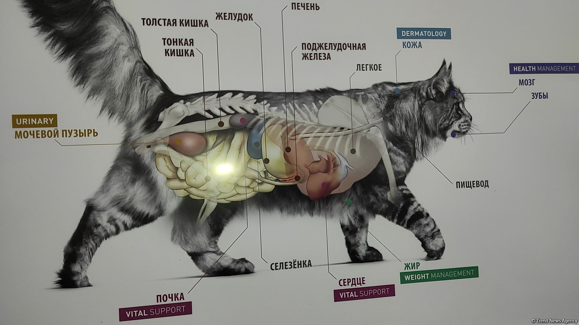 First largest and most modern veterinary clinic in S.Caucasus in Baku already receiving applications - Trend TV (PHOTO/VIDEO)