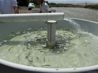 Tiny brook trout fishes released into Hakari river in Azerbaijan's Zangilan (PHOTO)