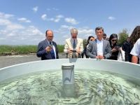 Tiny brook trout fishes released into Hakari river in Azerbaijan's Zangilan (PHOTO)